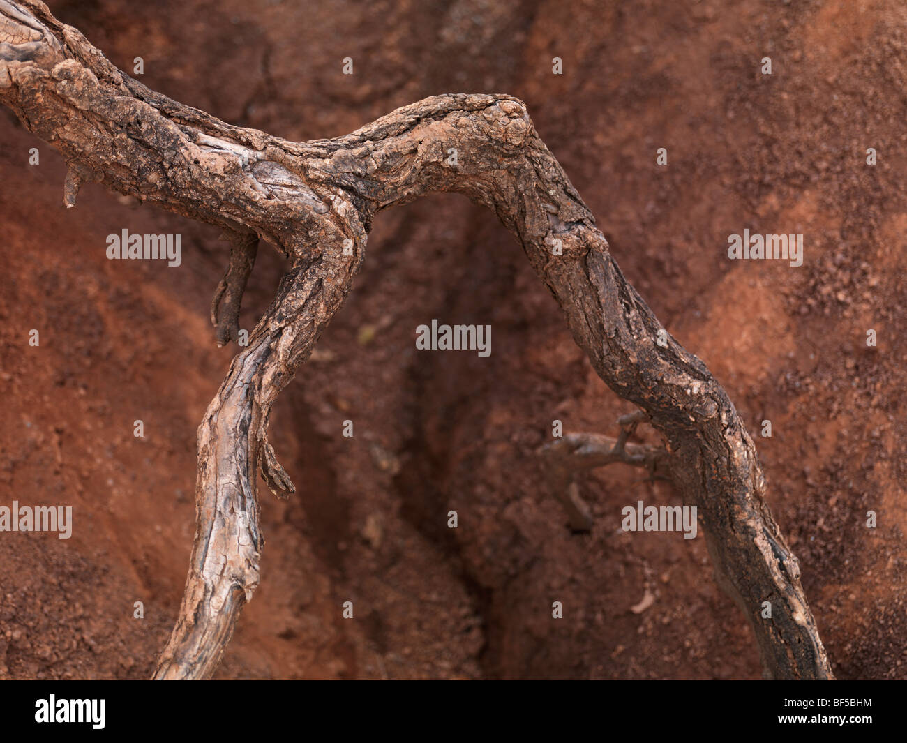 Primer plano de rizado las raíces de los árboles que sobresalen del suelo rojo erosionado Foto de stock