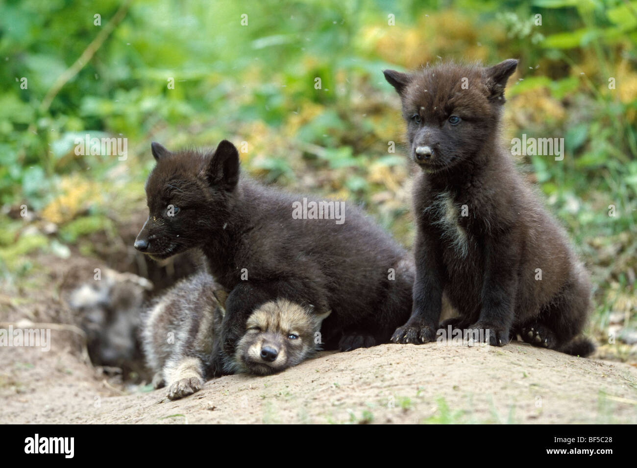El lobo (Canis lupus) PUP en den, Norteamérica Foto de stock