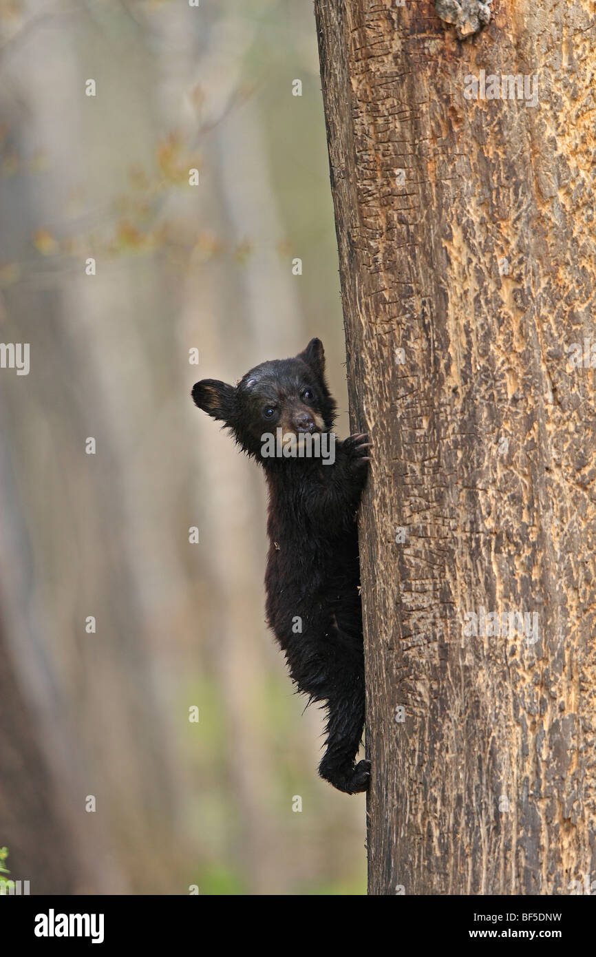 Oso negro americano (Ursus americanus). Primavera cub (4 mes) subir a un árbol para estar seguro. Foto de stock