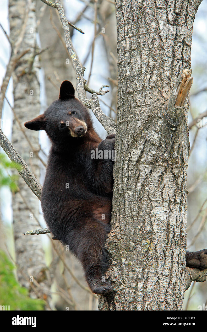 Oso negro americano (Ursus americanus). Yearling (1 año y medio de edad) seguro sentado en un árbol. Foto de stock