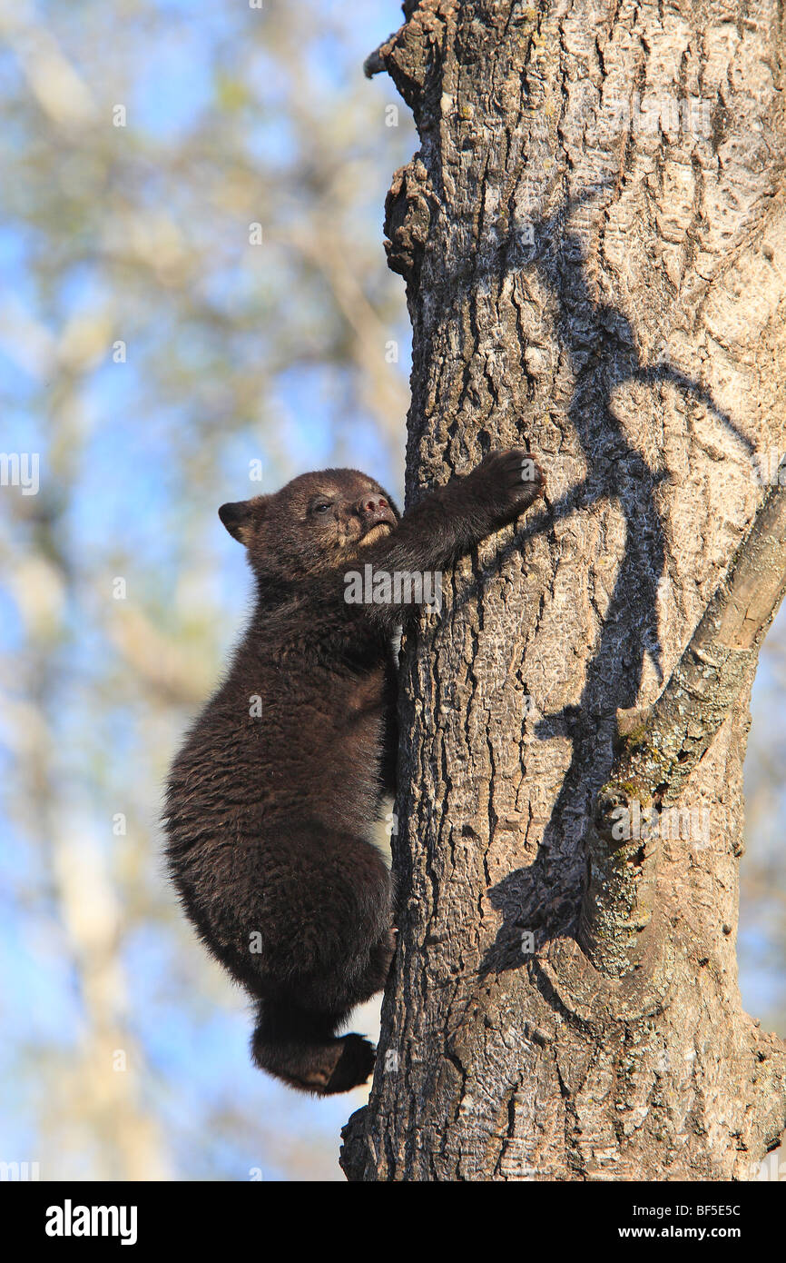Oso negro americano (Ursus americanus). Primavera cub (4 mes) subir a un árbol para estar seguro. Foto de stock