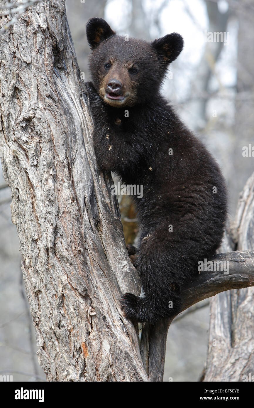 Oso negro americano (Ursus americanus). Primavera cub (4 mes de edad) seguro sentado en un árbol. Foto de stock