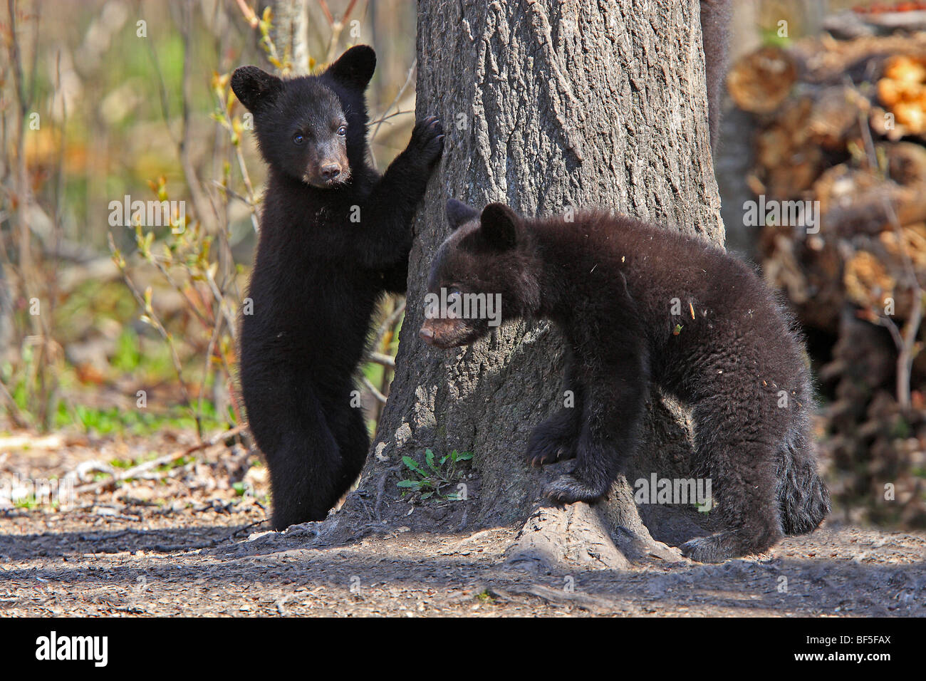 Oso negro americano (Ursus americanus). Dos reclutas 1 año y medio de edad con la intención de trepar a un árbol para estar seguro. Foto de stock