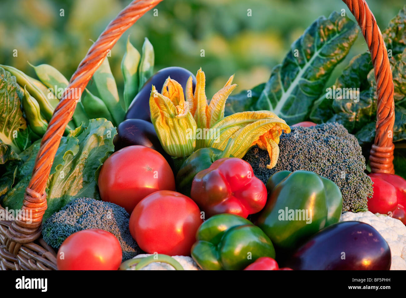 Montón de verduras frescas orgánicas en canasta cosechadas desde el jardín Foto de stock
