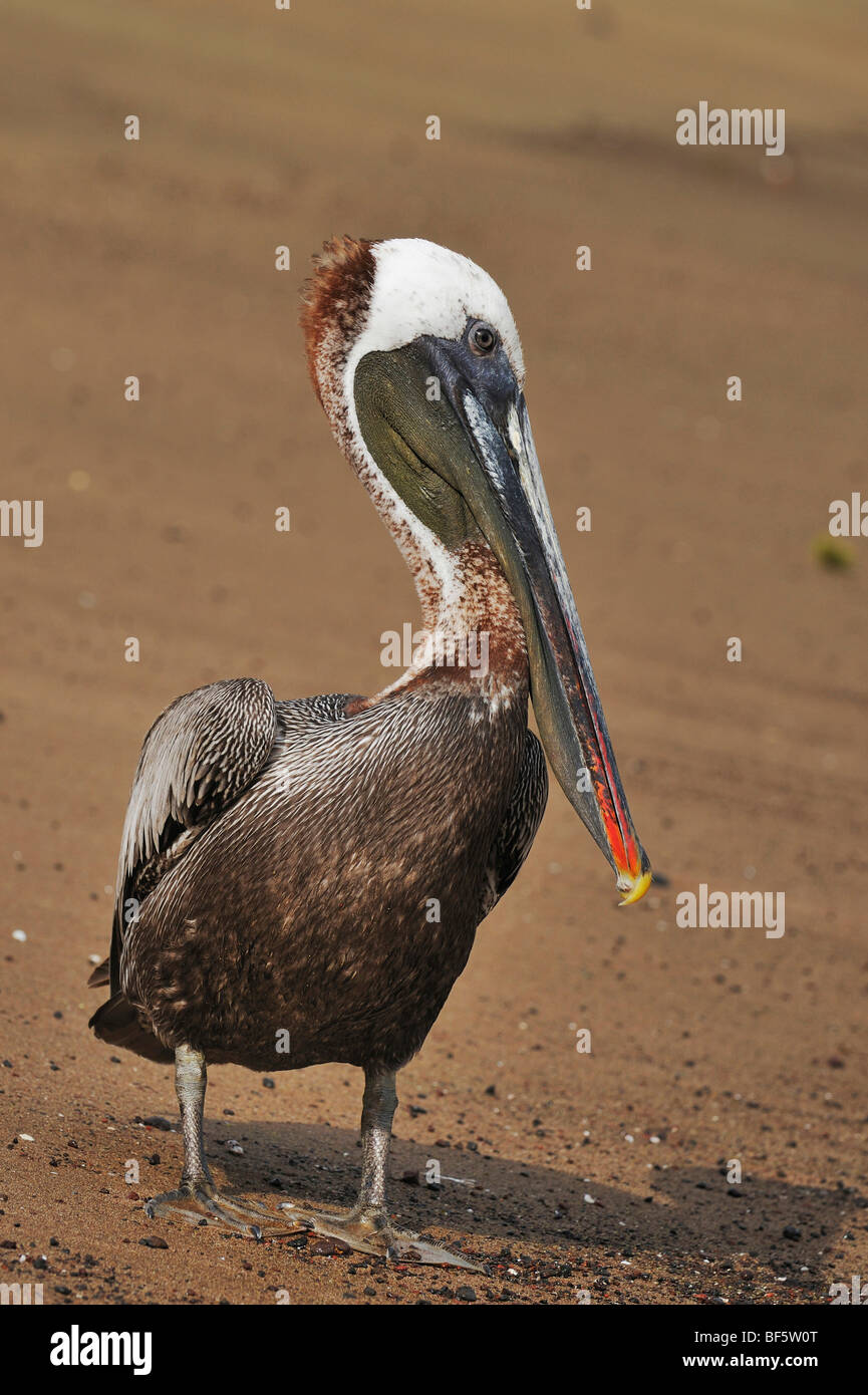 Pelicano café (Pelecanus occidentalis), adulto, las Islas Galápagos, Ecuador, Sudamérica Foto de stock