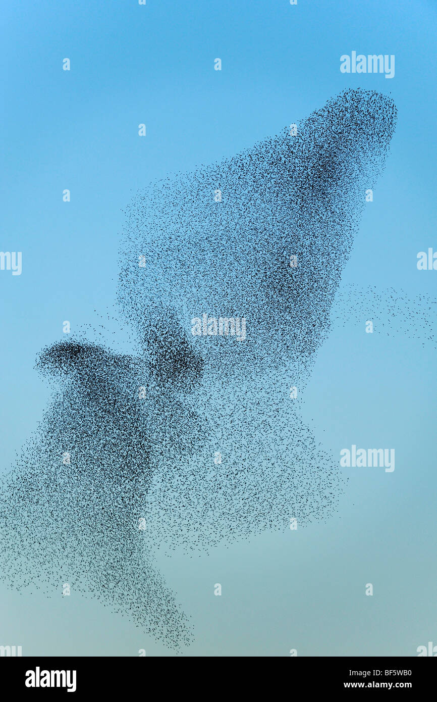 Unión estornino (Sturnus vulgaris), rebaño, migrando en invierno al atardecer, Roma, Italia, Europa Foto de stock