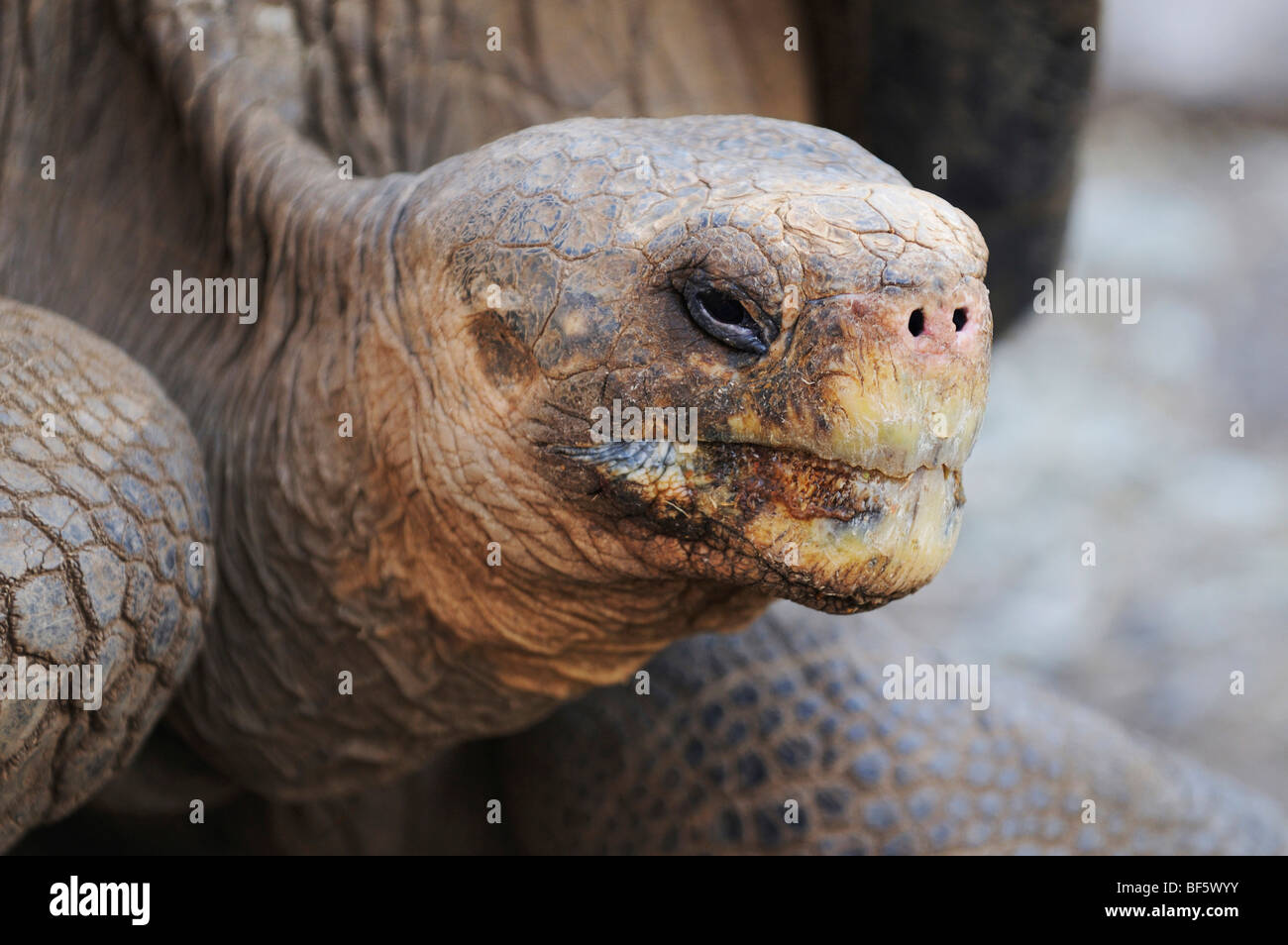 Tortuga Gigante de las Galápagos (Geochelone elephantopus), adulto, las Islas Galápagos, Ecuador, Sudamérica Foto de stock
