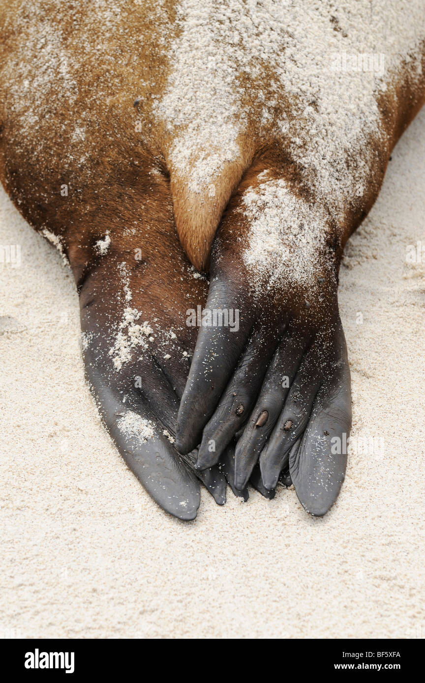 Lobo de mar de Galápagos (Zalophus wollebaeki), pies adultos, Espanola Isla Galápagos, Ecuador, Sudamérica Foto de stock