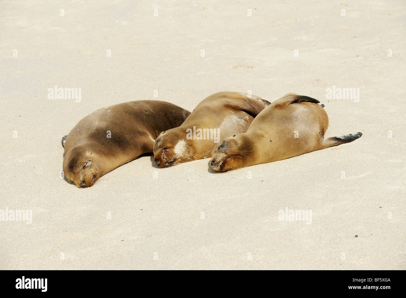 Lobo de mar de Galápagos (Zalophus wollebaeki), adultos en playa, Espanola Isla Galápagos, Ecuador, Sudamérica Foto de stock