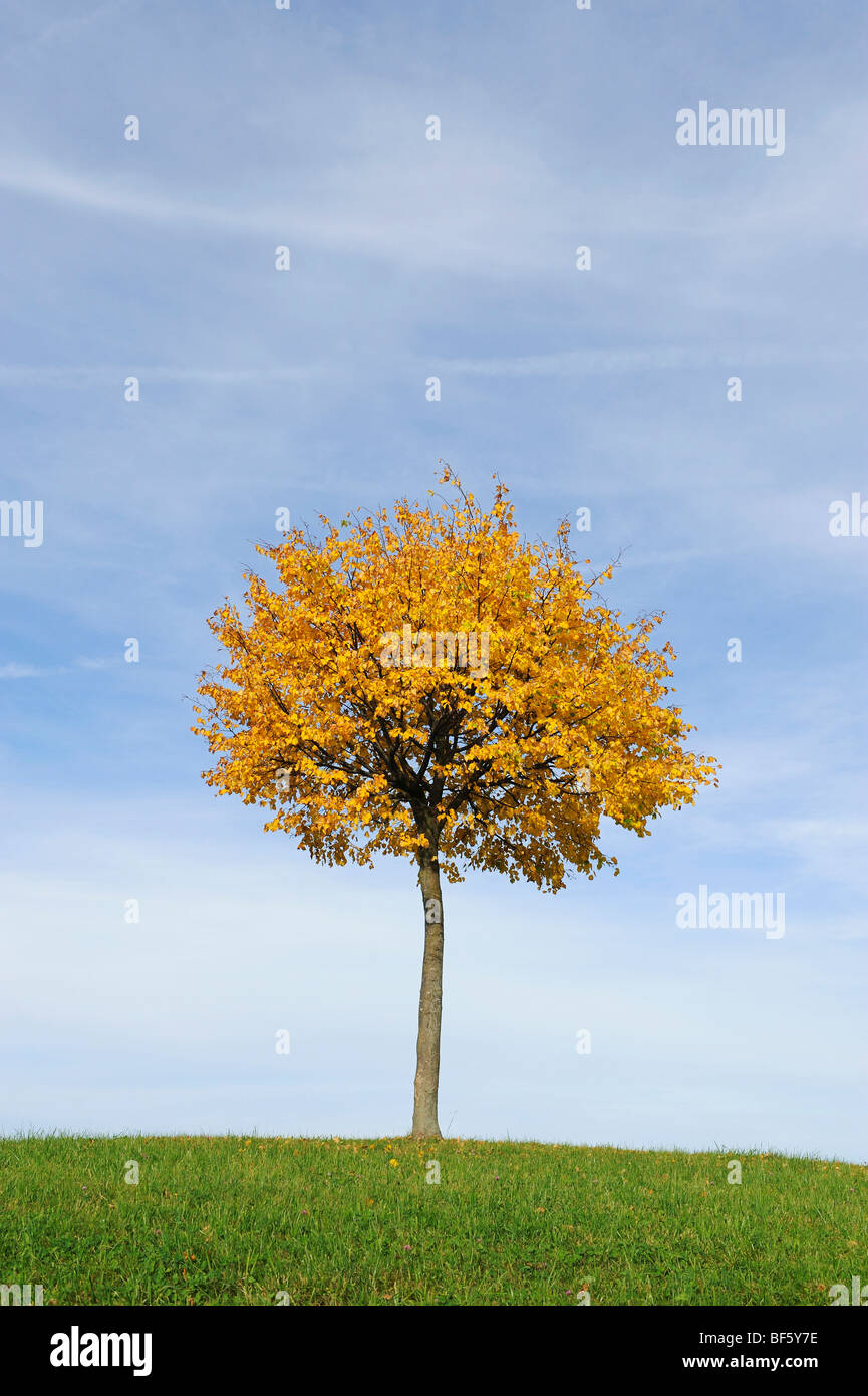 Tilo (Tilia sp.), árbol en otoño, Klausenpass, Suiza, Europa Foto de stock