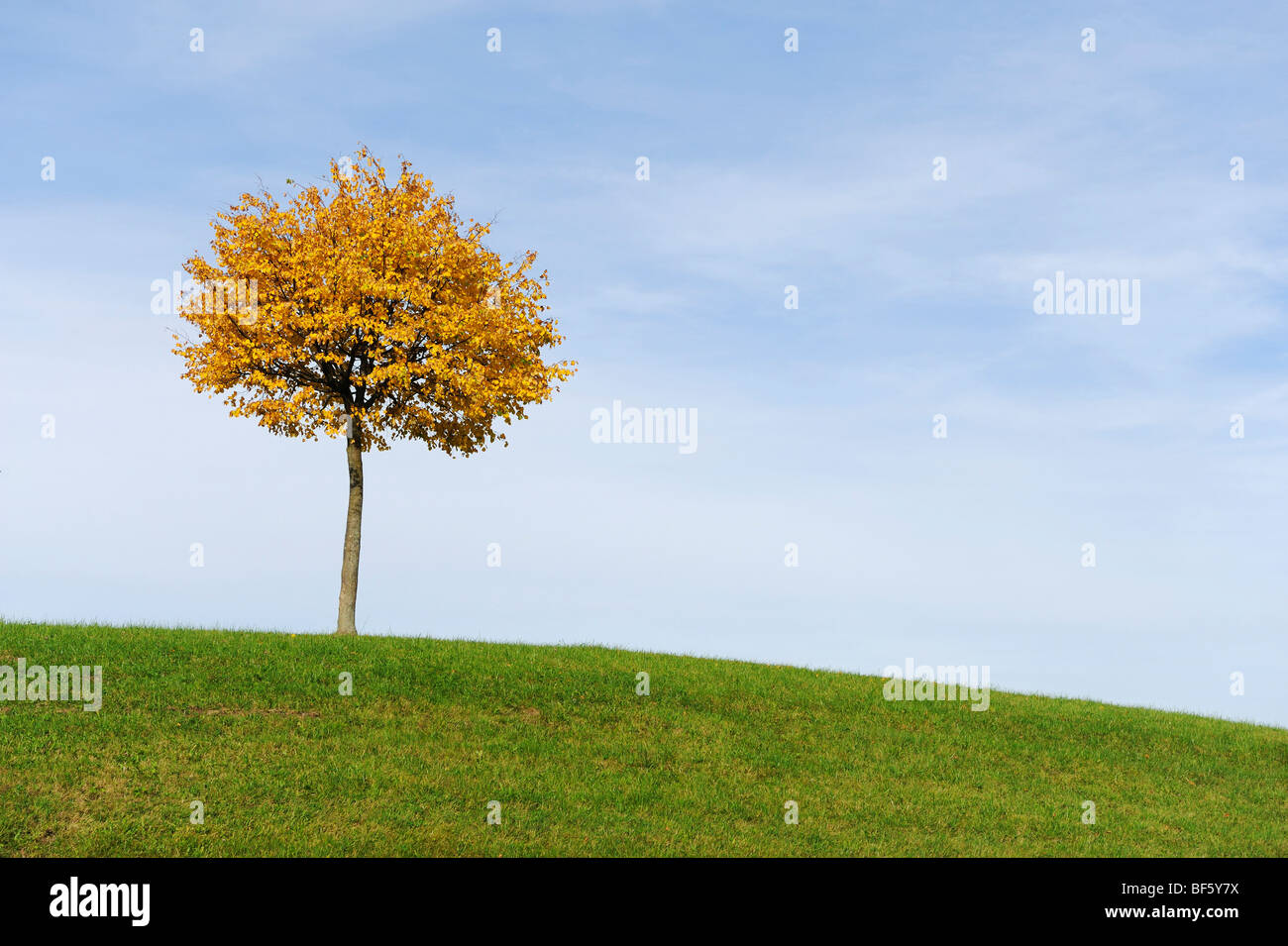 Tilo (Tilia sp.), árbol en otoño, Klausenpass, Suiza, Europa Foto de stock