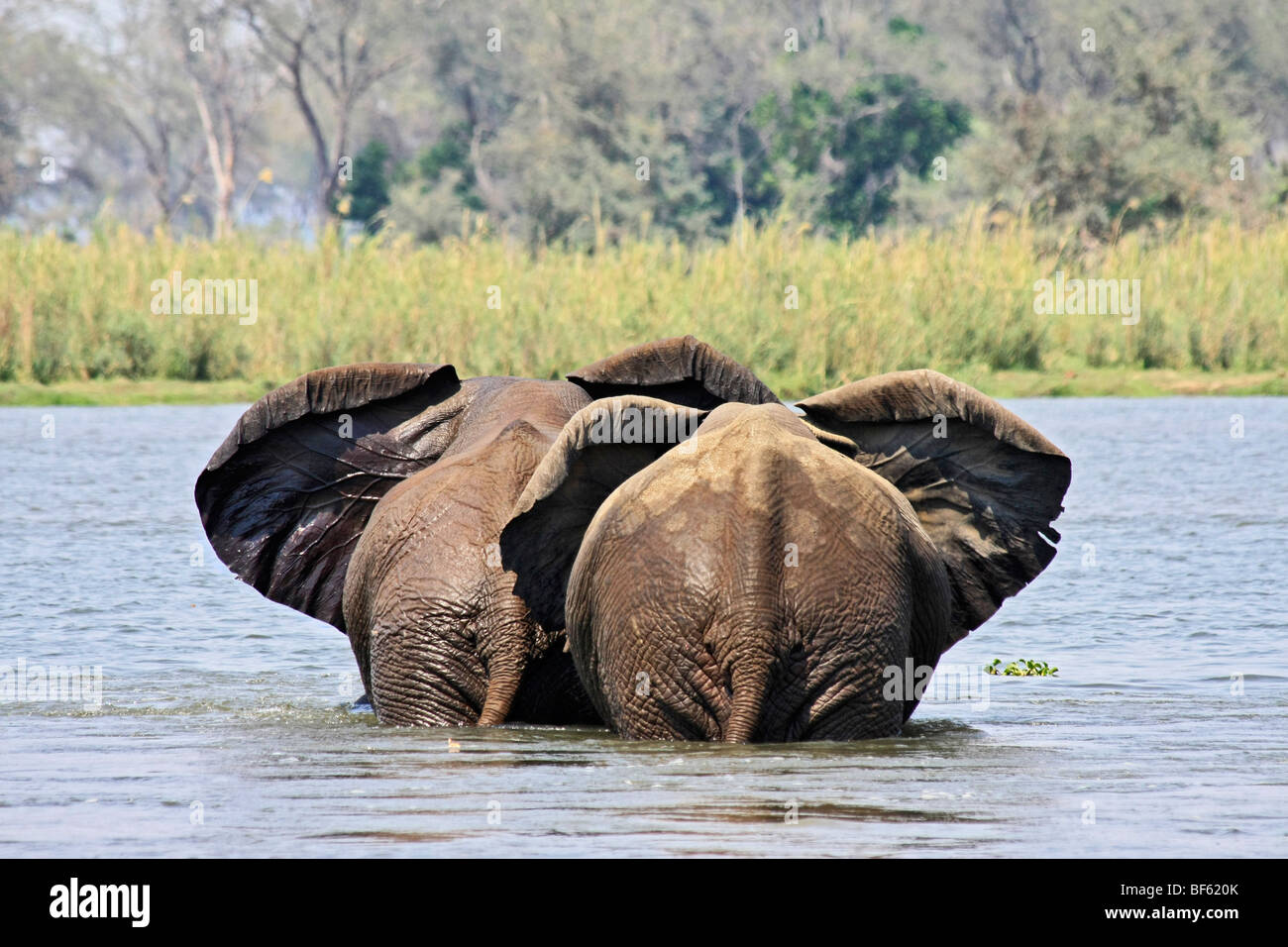 Una vista trasera de Dos Elefantes Africanos cruzando el río Zambezi con sus orejas flameando en unísono Foto de stock