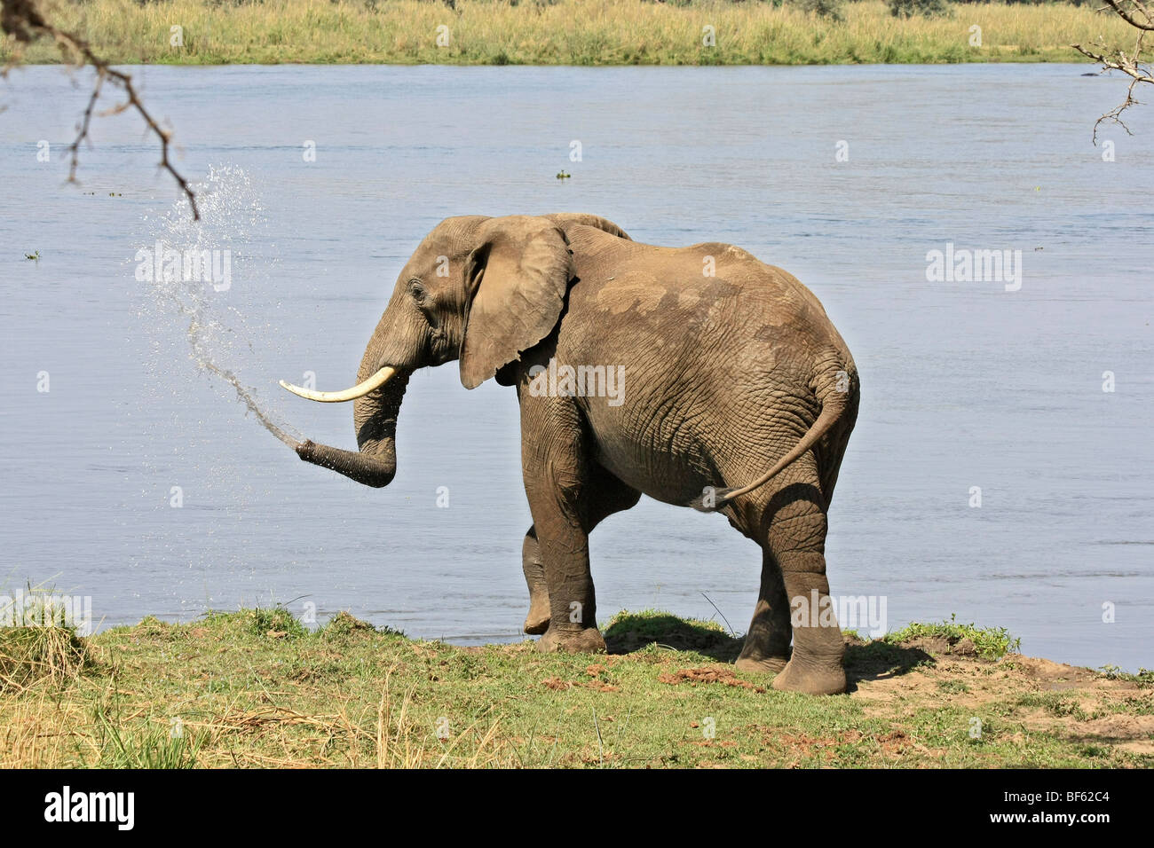 Elefante africano rociado de agua junto al río Zambeze Foto de stock