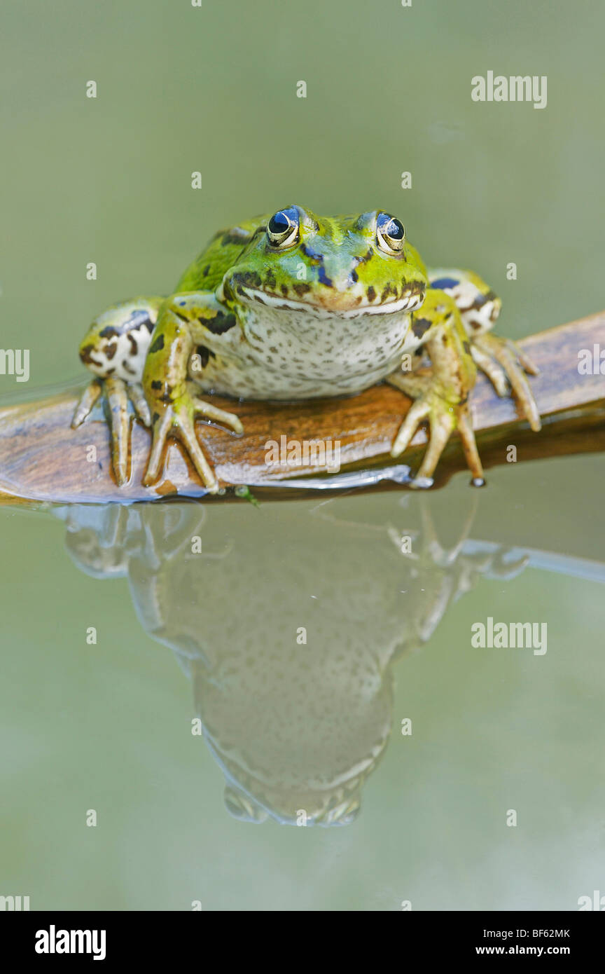 Ranas comestibles (Rana esculenta), adultos en registro, Suiza, Europa Foto de stock