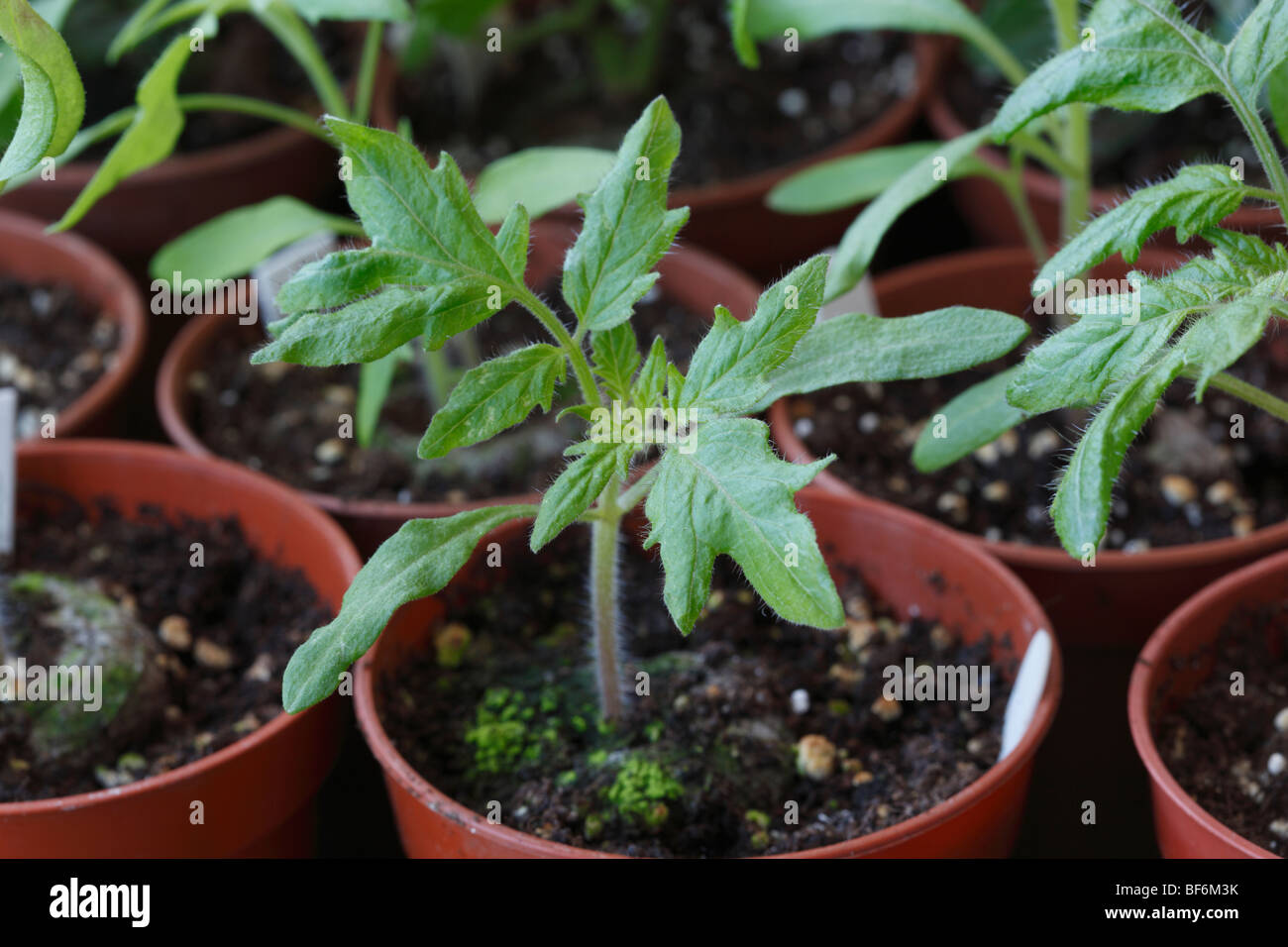 Plantas de tomate en macetas de flores Solanum lycopersicum Foto de stock