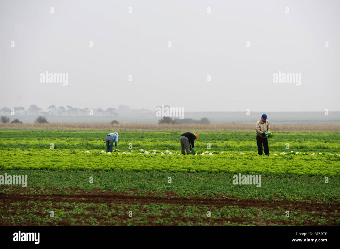 Los trabajadores migrantes procedentes de Europa oriental cosechar lechugas Foto de stock