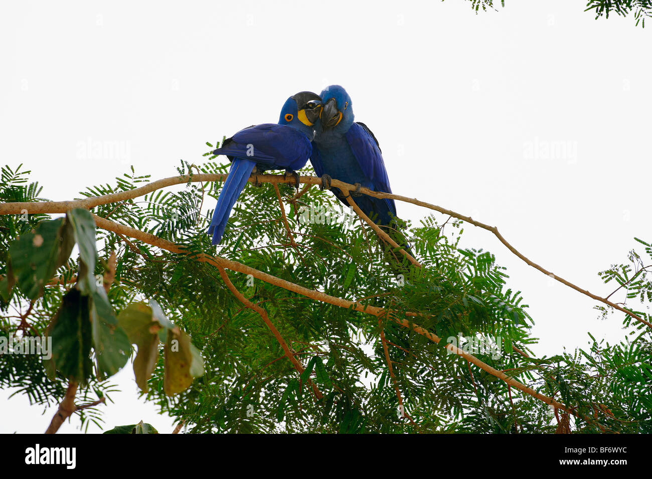 Dos guacamayos azules - smooching / Anodorhynchus hyacinthinus Foto de stock
