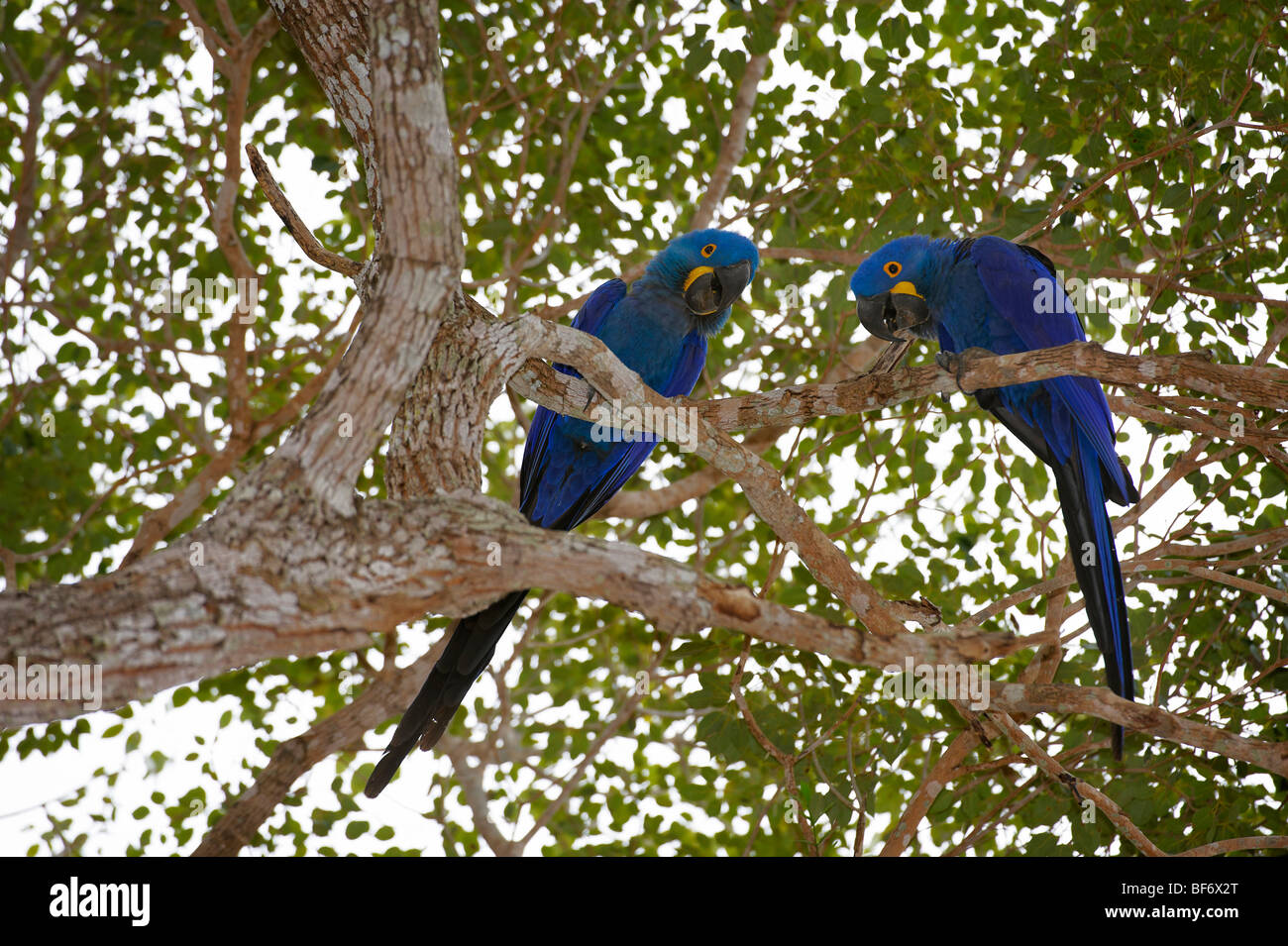 Dos guacamayos azules en un árbol / Anodorhynchus hyacinthinus Foto de stock