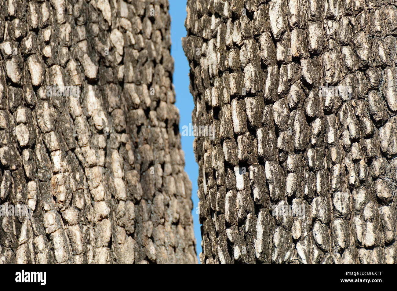 árbol de ébano fotografías e imágenes de alta resolución - Alamy