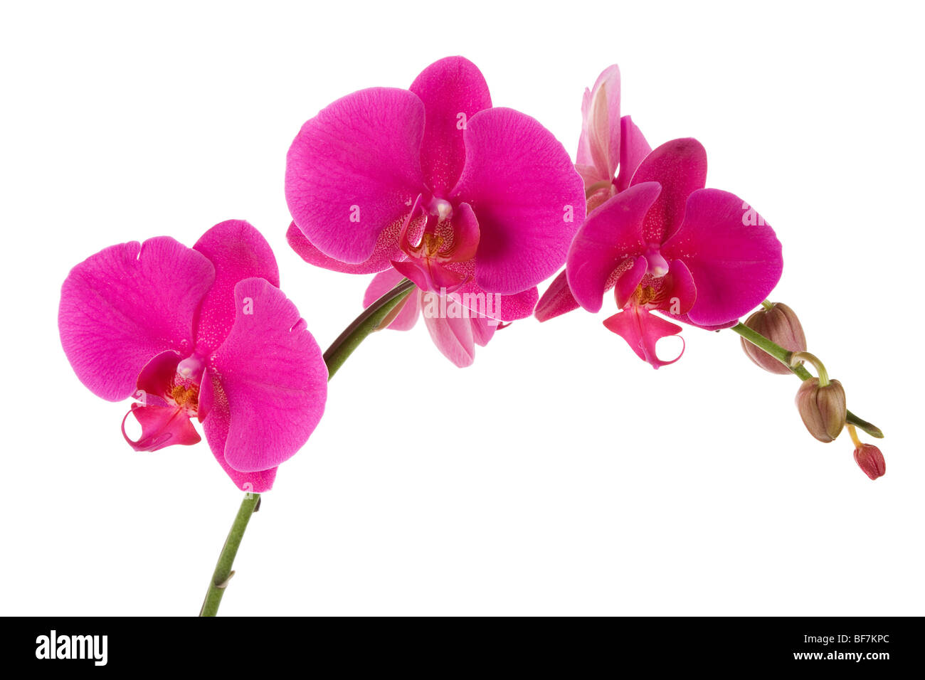 Polilla Rosa orquídea con fondo blanco. Foto de stock