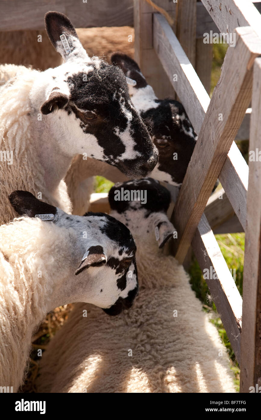 Mule ovejas en Carmel show en el sur de Lake District. Foto de stock