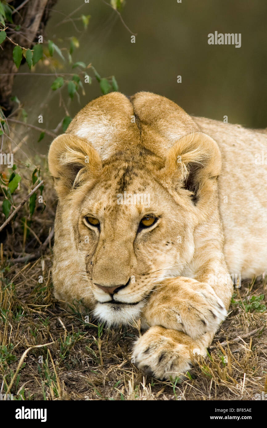 Joven León - reserva nacional de Masai Mara, Kenya Foto de stock