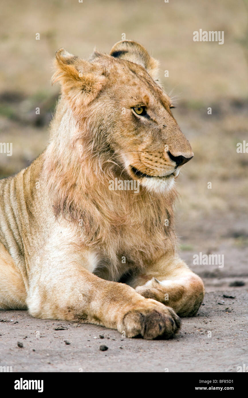 Macho joven león - Reserva Nacional de Masai Mara, Kenya Foto de stock