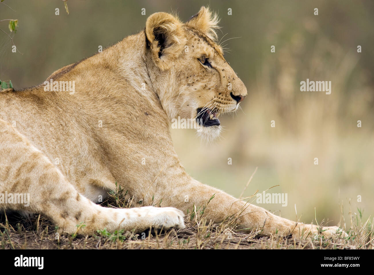 Joven León - reserva nacional de Masai Mara, Kenya Foto de stock