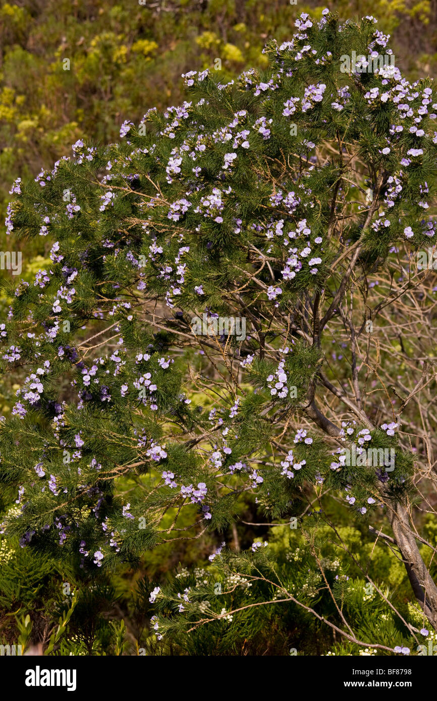 Un atractivo arbusto de la familia de guisante azul, Psoralea pinnata, en fynbos, Cape, Sudáfrica Foto de stock