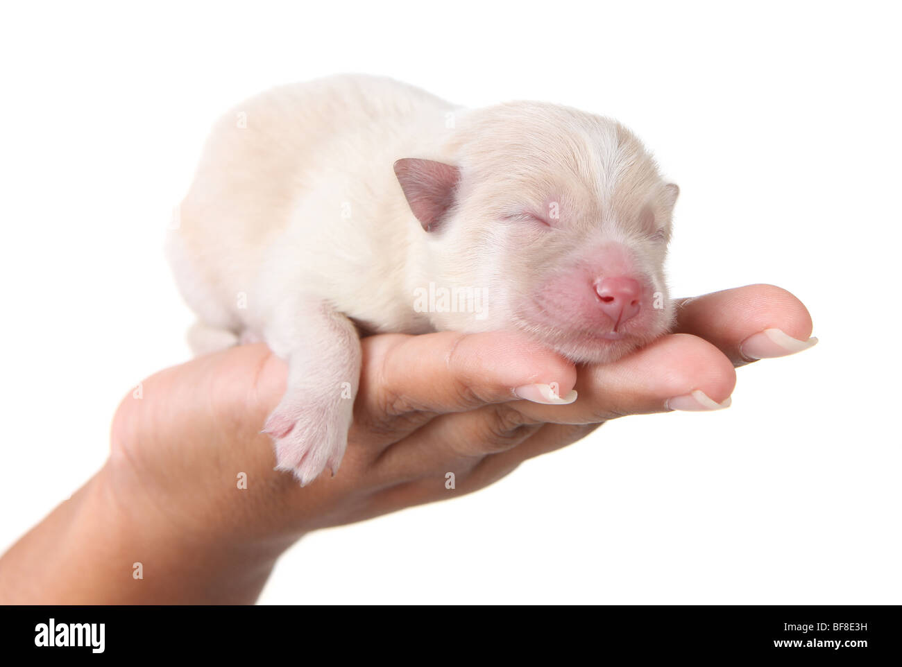 Где Купить Новорожденного Щенка