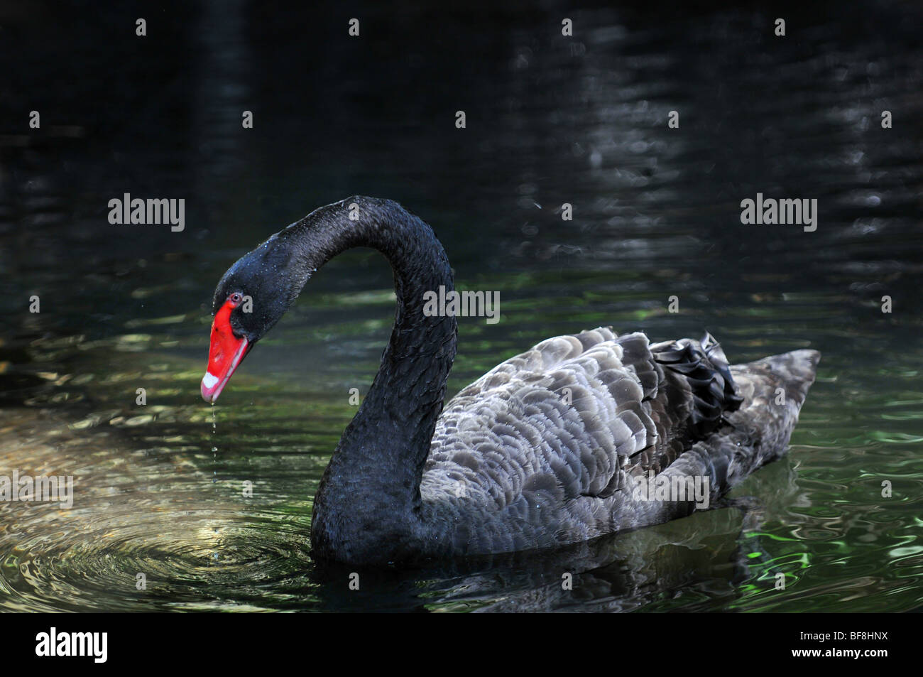 Cisne negro de un estanque de agua potable Foto de stock