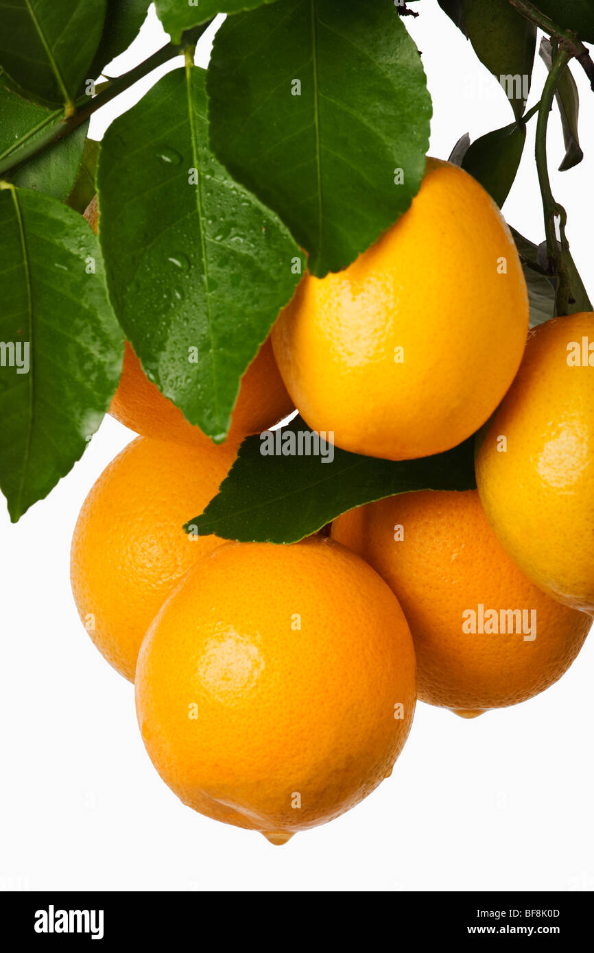 Montón de naranjas frescas colgando contra el fondo blanco. Foto de stock