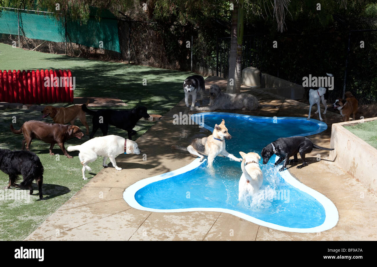 La piscina del hotel de perro divertido jugar Foto de stock
