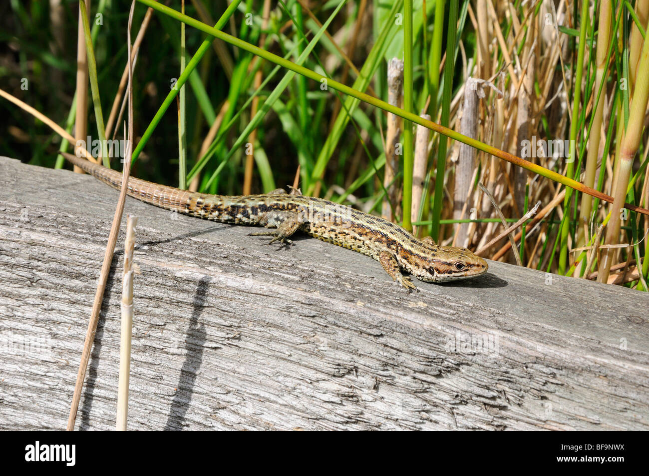 El lagarto común (Lacerta vivipara) regodearse en un pedazo de madera en el Norfolk Broads, Inglaterra, Reino Unido. Foto de stock