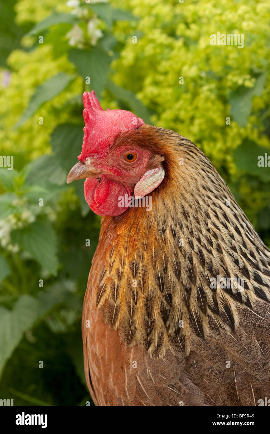 Brown leghorn chicken fotografías e imágenes de alta resolución - Alamy
