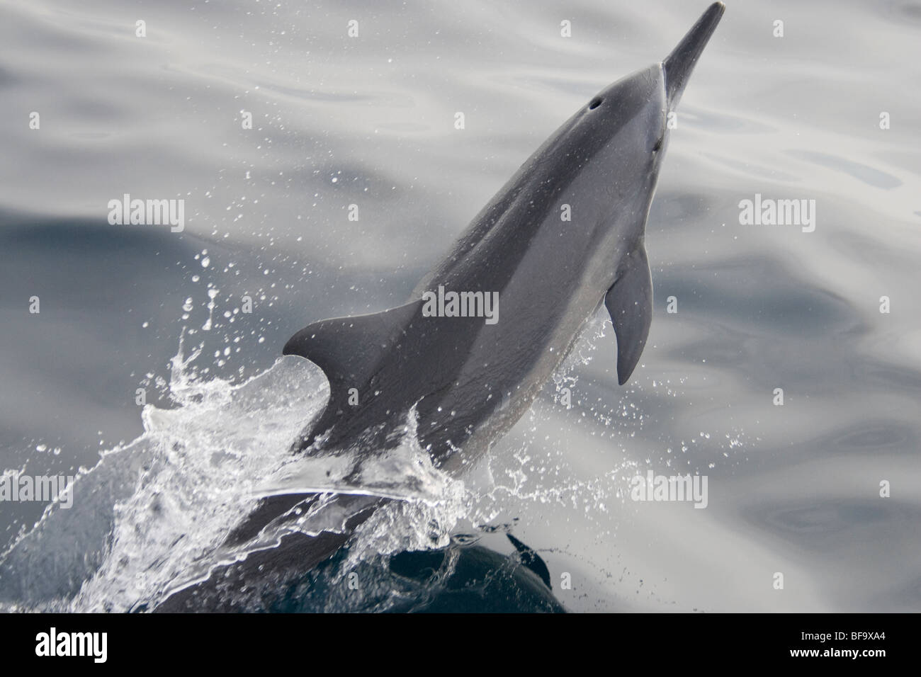 Delfines, Stenella longirostris, beaching, Maldivas, Océano Índico. Foto de stock
