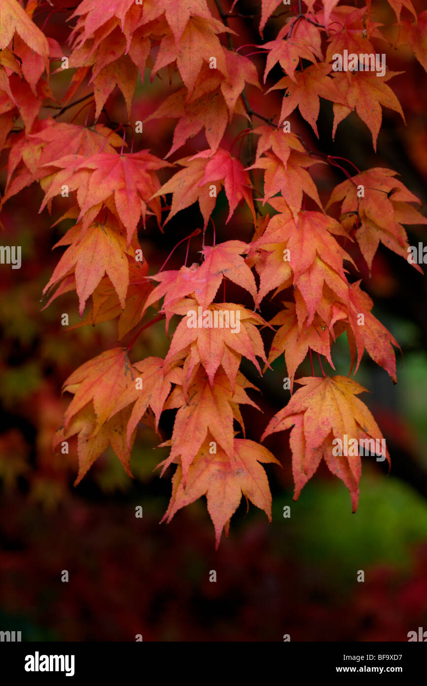 Acer Palmatum subsp amoenum Foto de stock