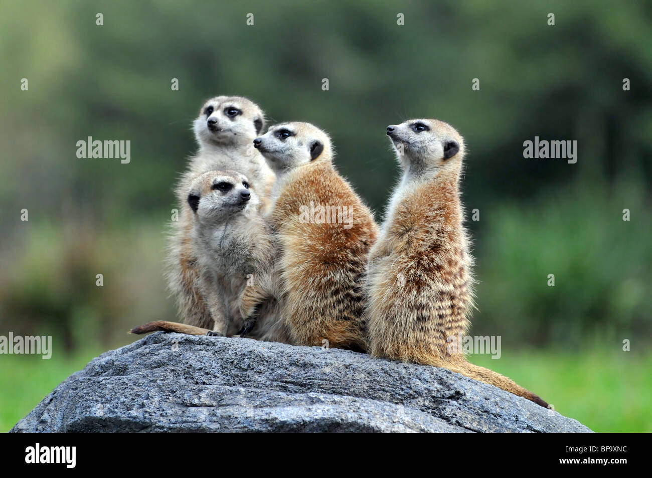 Grupo de pie sobre meerkats Roch Foto de stock