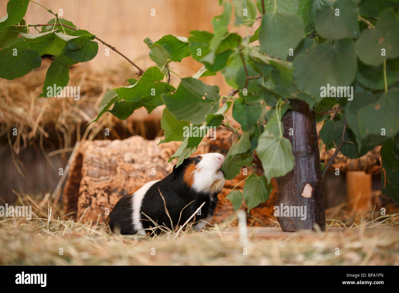 Cavy, el cuy (Cavia spec.), en una jaula, alimentándose de hojas Foto de stock