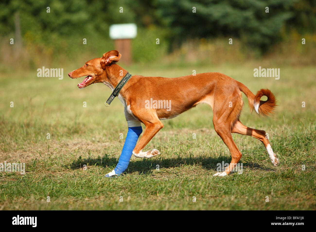 Perro de raza mixta (Canis lupus familiaris) f., mezcla de Podenco con herido y vendado la pierna caminando sobre una pradera, Alemania Foto de stock