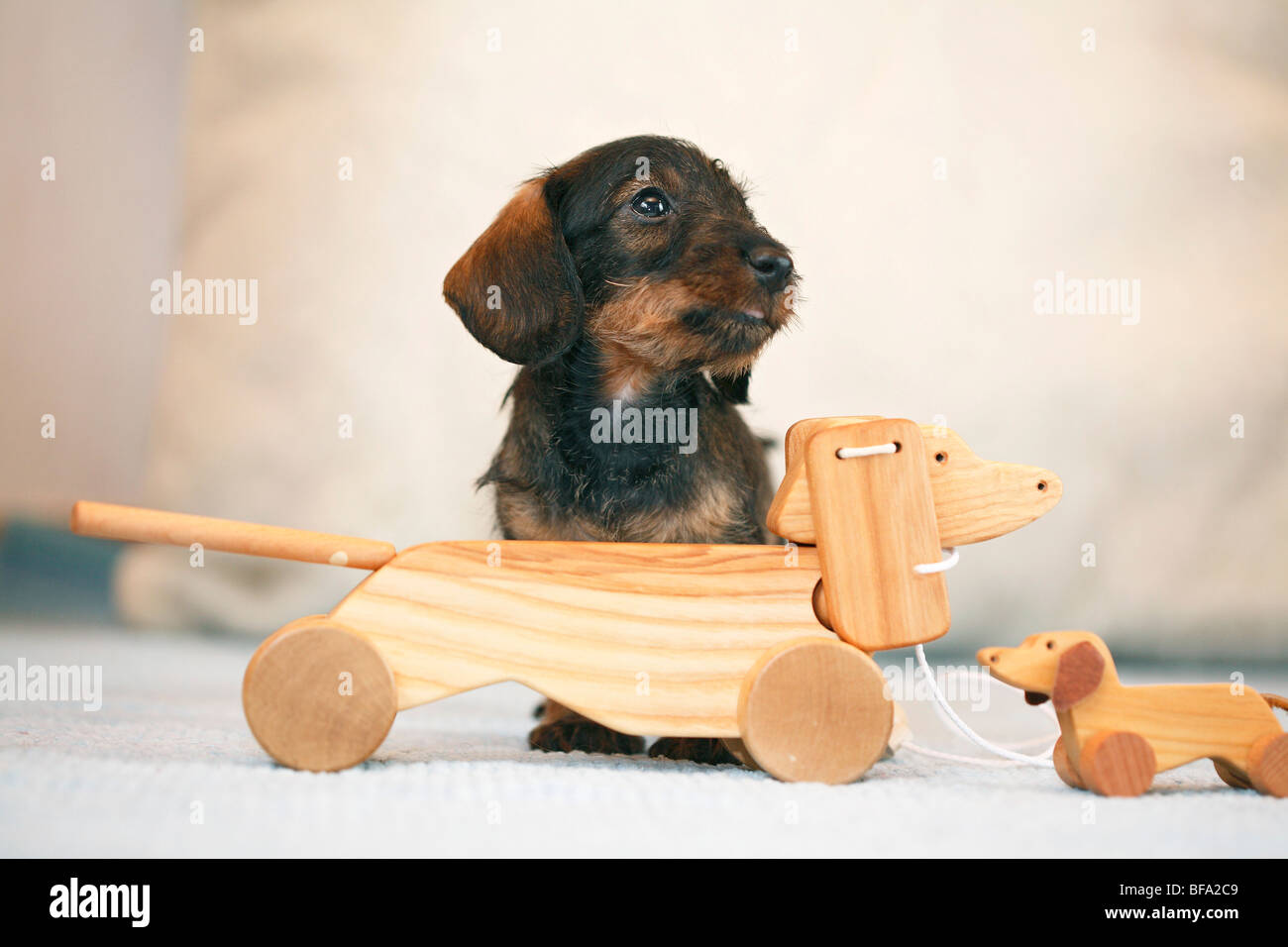 Teckel, perro salchicha, perro doméstico (Canis lupus familiaris) f.,  cachorro con dos perros salchicha de madera Fotografía de stock - Alamy