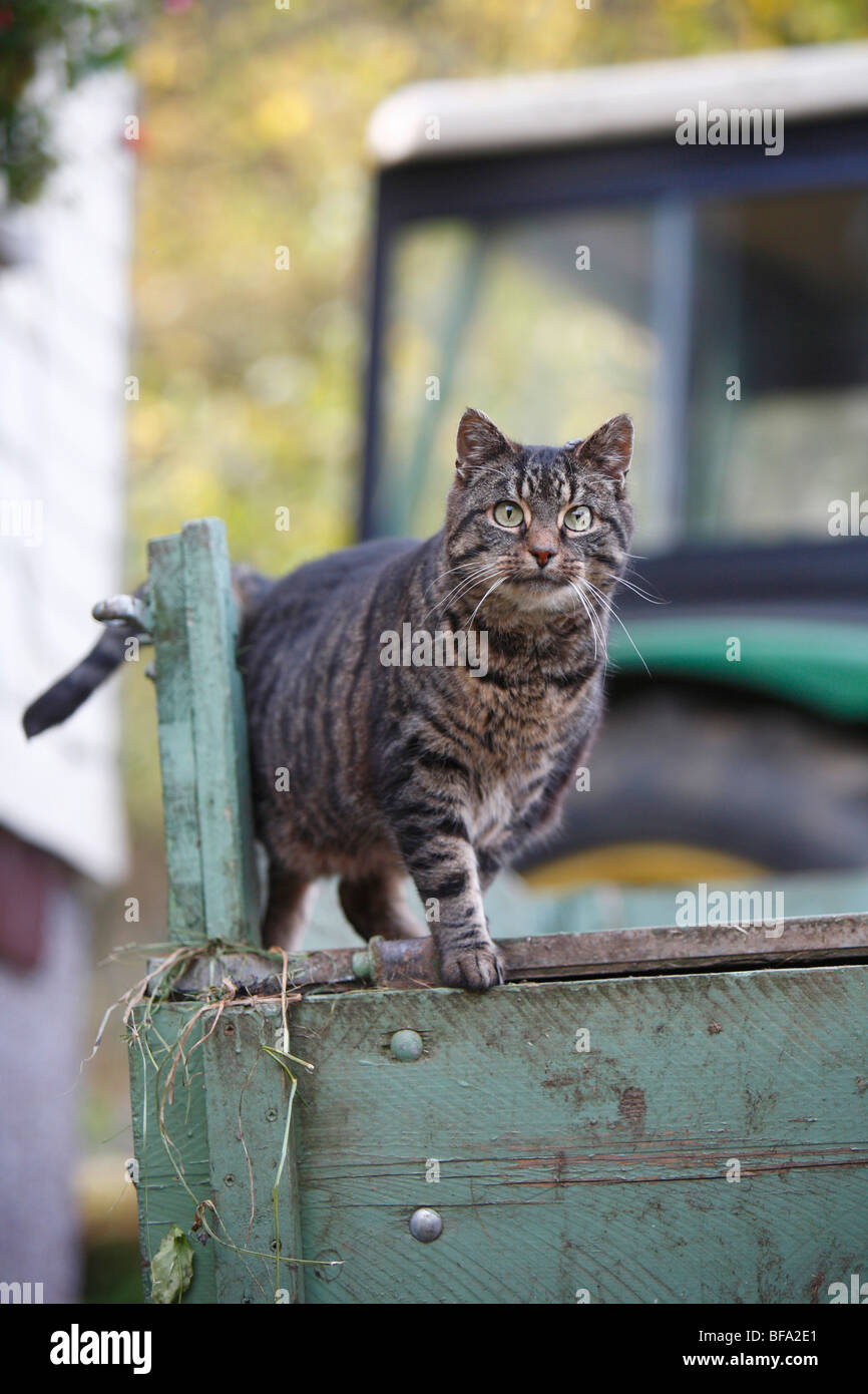 Casa gato doméstico, cat, European Shorthair (Felis silvestris catus) f., gato atigrado de pie en el remolque de un tractor, Alemania Foto de stock