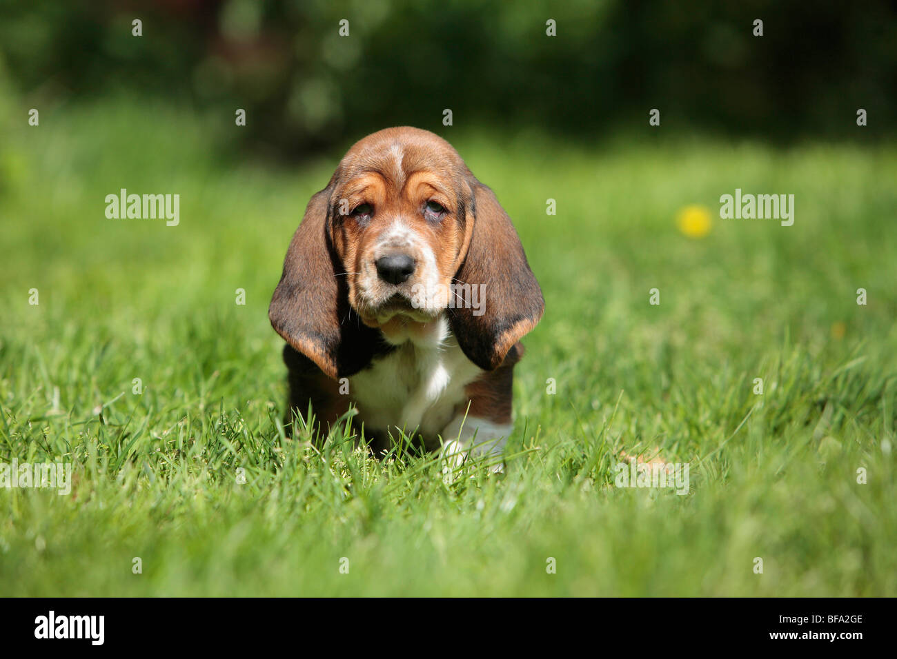 Basset Hound (Canis lupus familiaris) f., puppy quedarte sentado en una pradera, Alemania Foto de stock