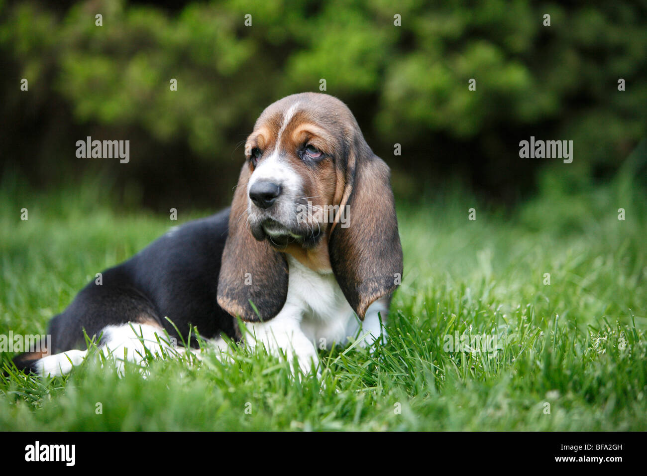 Basset Hound (Canis lupus familiaris) f., cachorro sentado en una pradera, Alemania Foto de stock