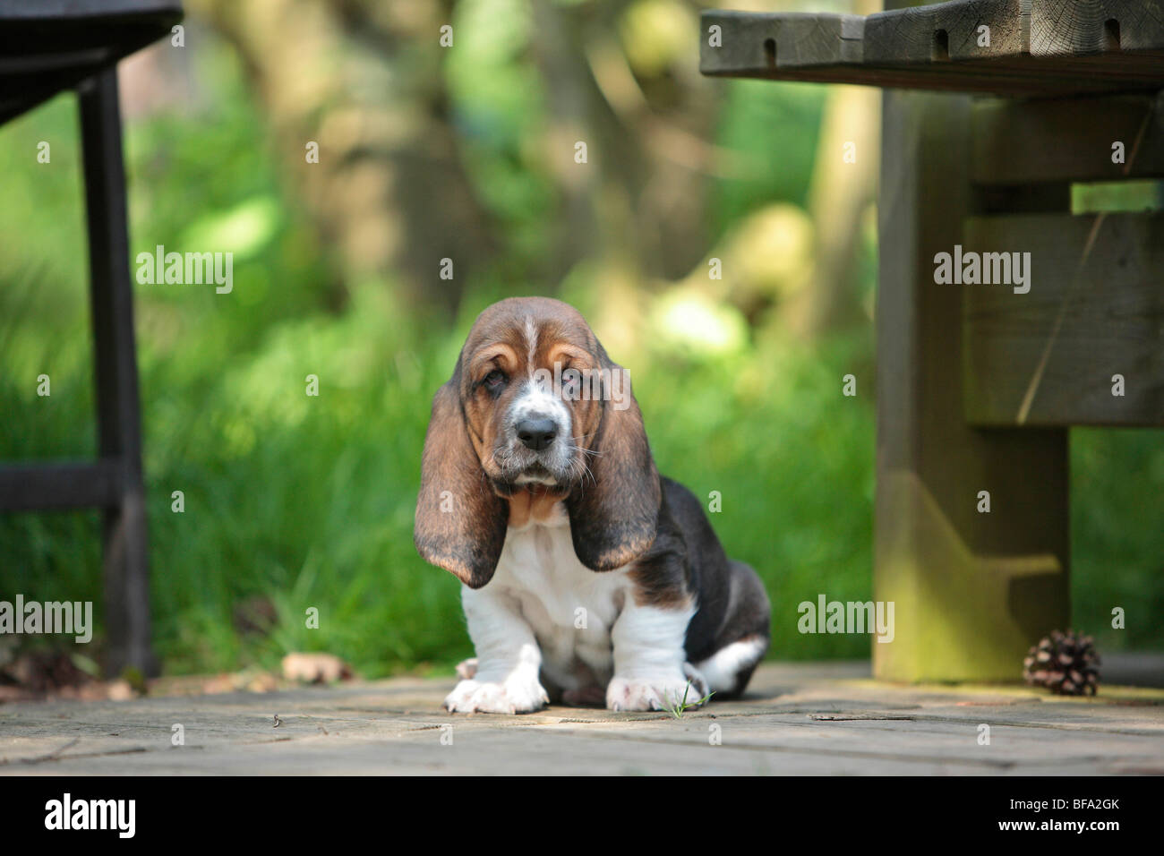 Basset Hound (Canis lupus familiaris) f., cachorro sentado en una terraza, Alemania Foto de stock