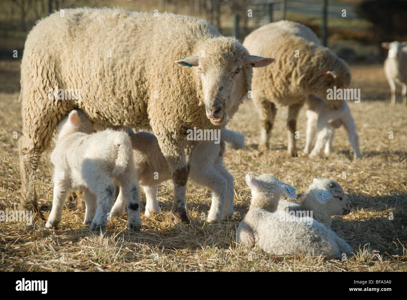 Katahdin las ovejas y corderos en la granja Foto de stock