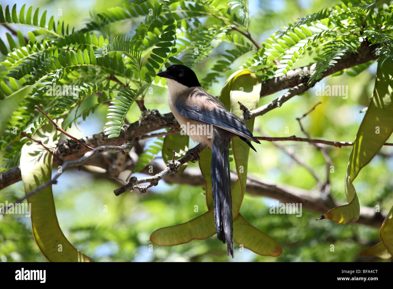 Azure Urraca Cyanopica cyana alada encaramado en el árbol Monfrague Parque Nacional España Foto de stock