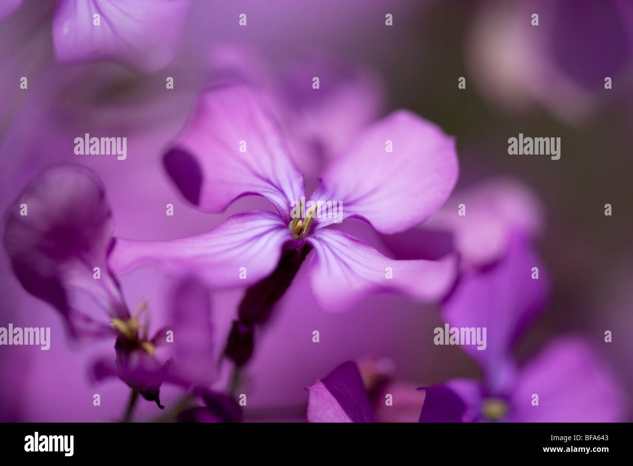 Lunaria rediva - Cierre de honestidad flores Foto de stock