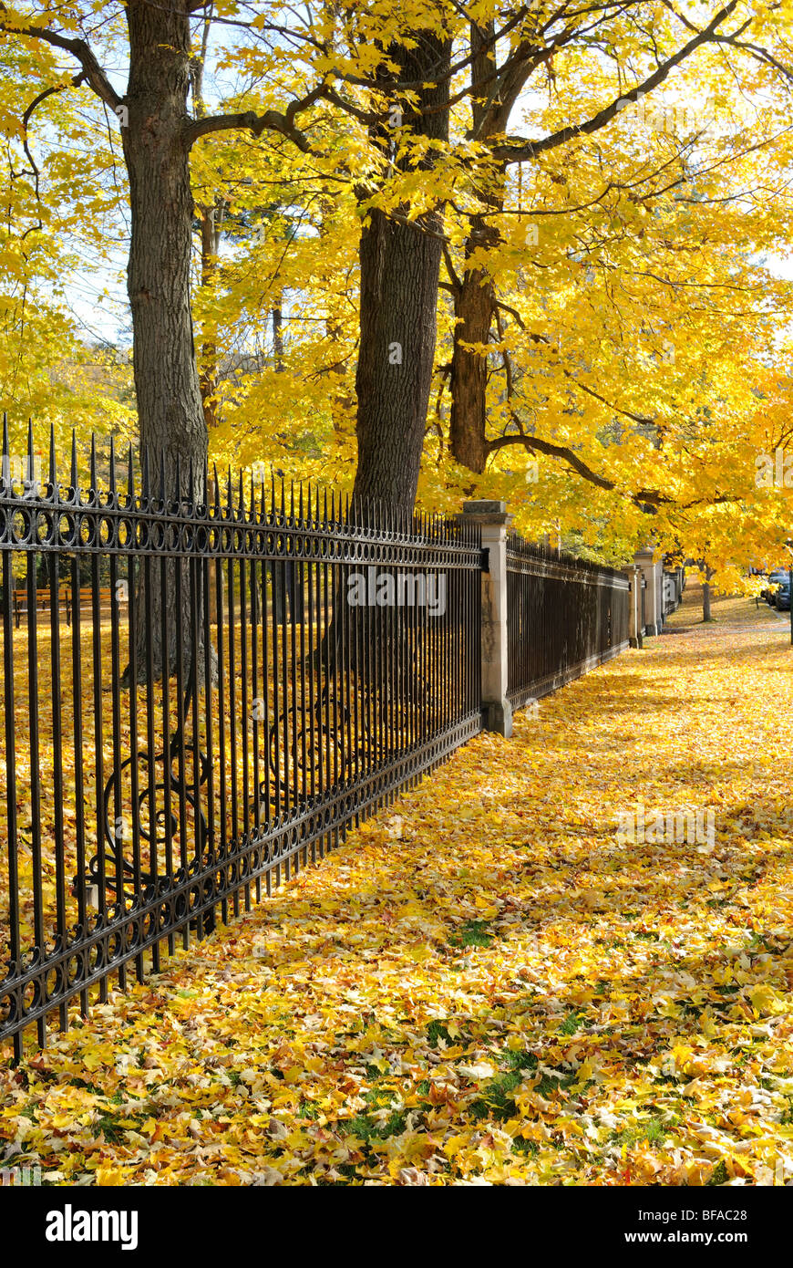 El follaje de otoño en el centro de la ciudad de Cooperstown, Nueva York Foto de stock