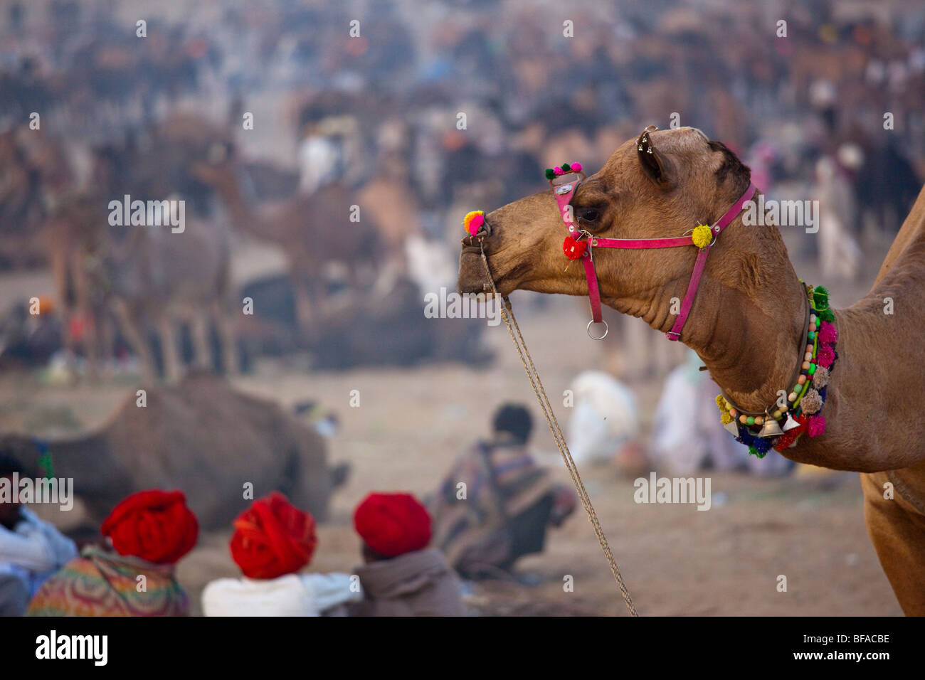 Feria de camellos en Pushkar India Foto de stock